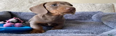 Dachshund Puppy 4