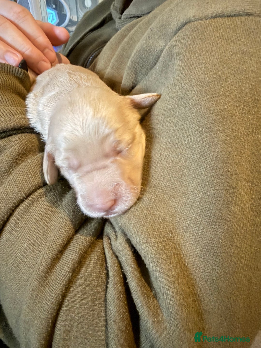 Australian Labradoodle dogs for sale: Labradoodle  - Advert 4