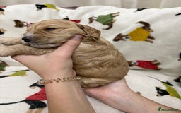 Cockapoo dogs for sale: Five Beautiful Cockerpoo Puppies  - Image 16