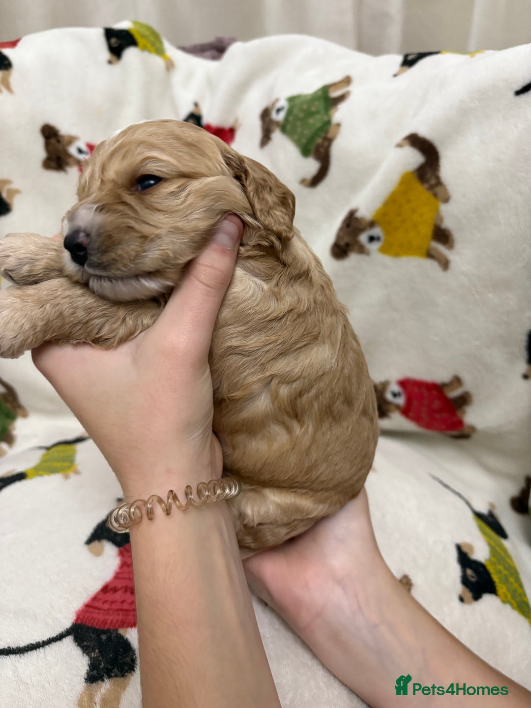 Cockapoo dogs for sale: Five Beautiful Cockerpoo Puppies  - Image 16