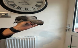 Parrots birds for sale: Baby Hand-reared African Grey - Image 1
