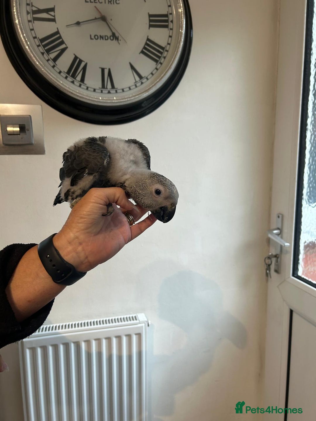 Parrots birds for sale: Baby Hand-reared African Grey - Image 1