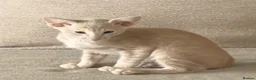Oriental cats for sale: GCCF registered Oriental kittens  - Advert 2