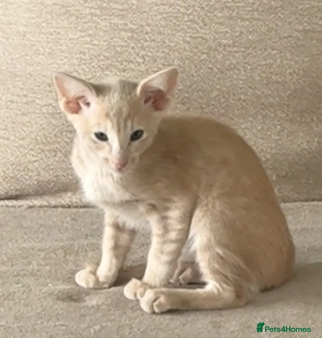 Oriental cats for sale: GCCF registered Oriental kittens  - Advert 2
