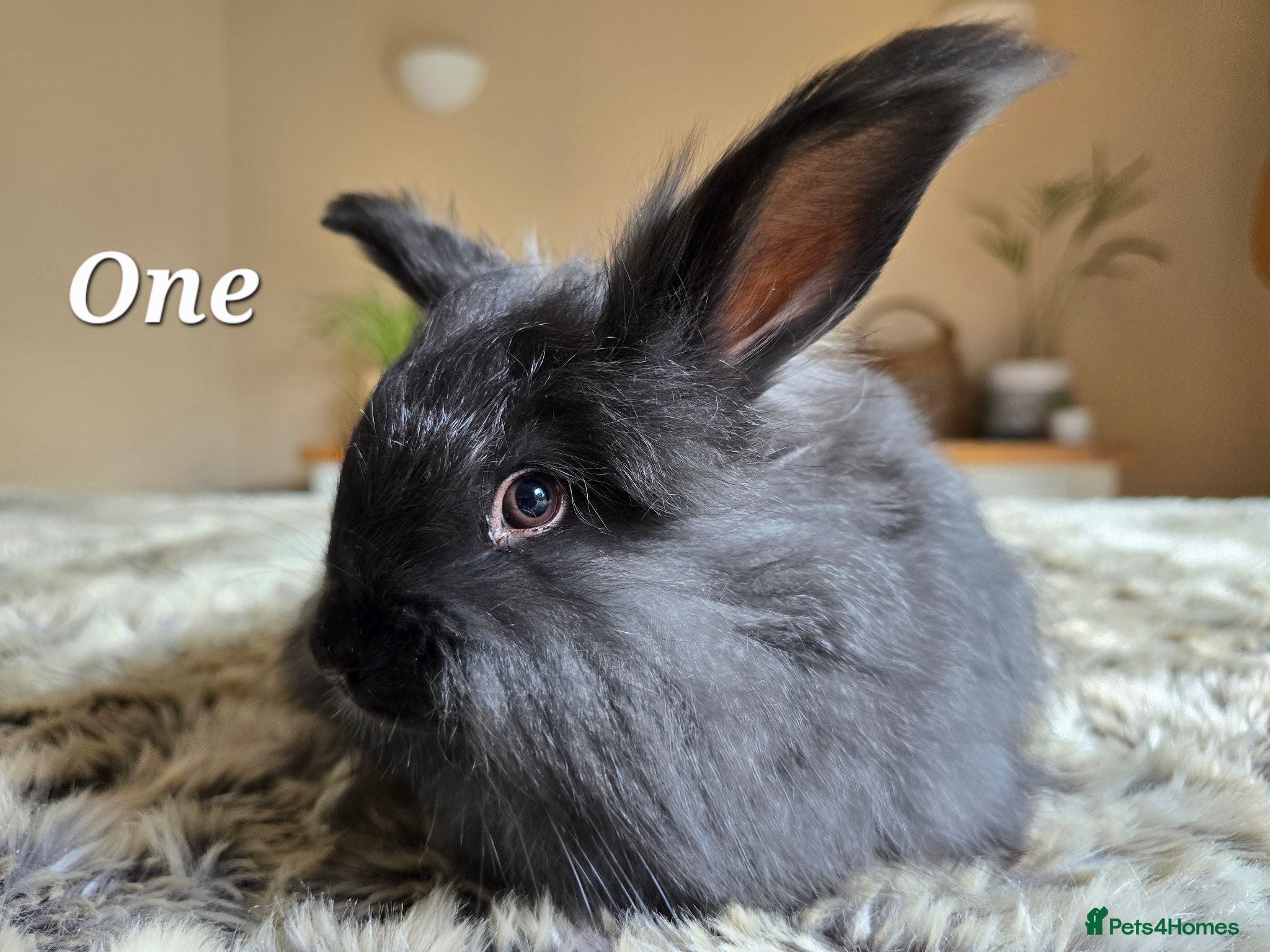 Angora rabbits Quality Angora Rabbits  - Advert 2