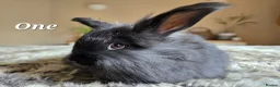 Angora rabbits for sale: Quality Angora Rabbits  - Advert 2