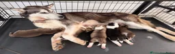 Siberian Husky dogs for sale: Siberian Husky - Advert 2