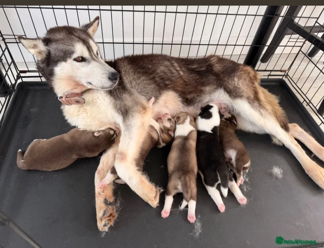 Siberian Husky dogs for sale: Siberian Husky - Advert 2