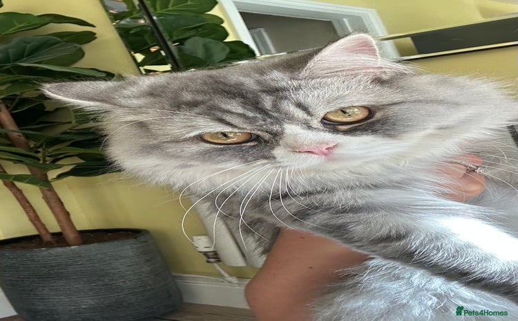 Persian cats - Advert 2