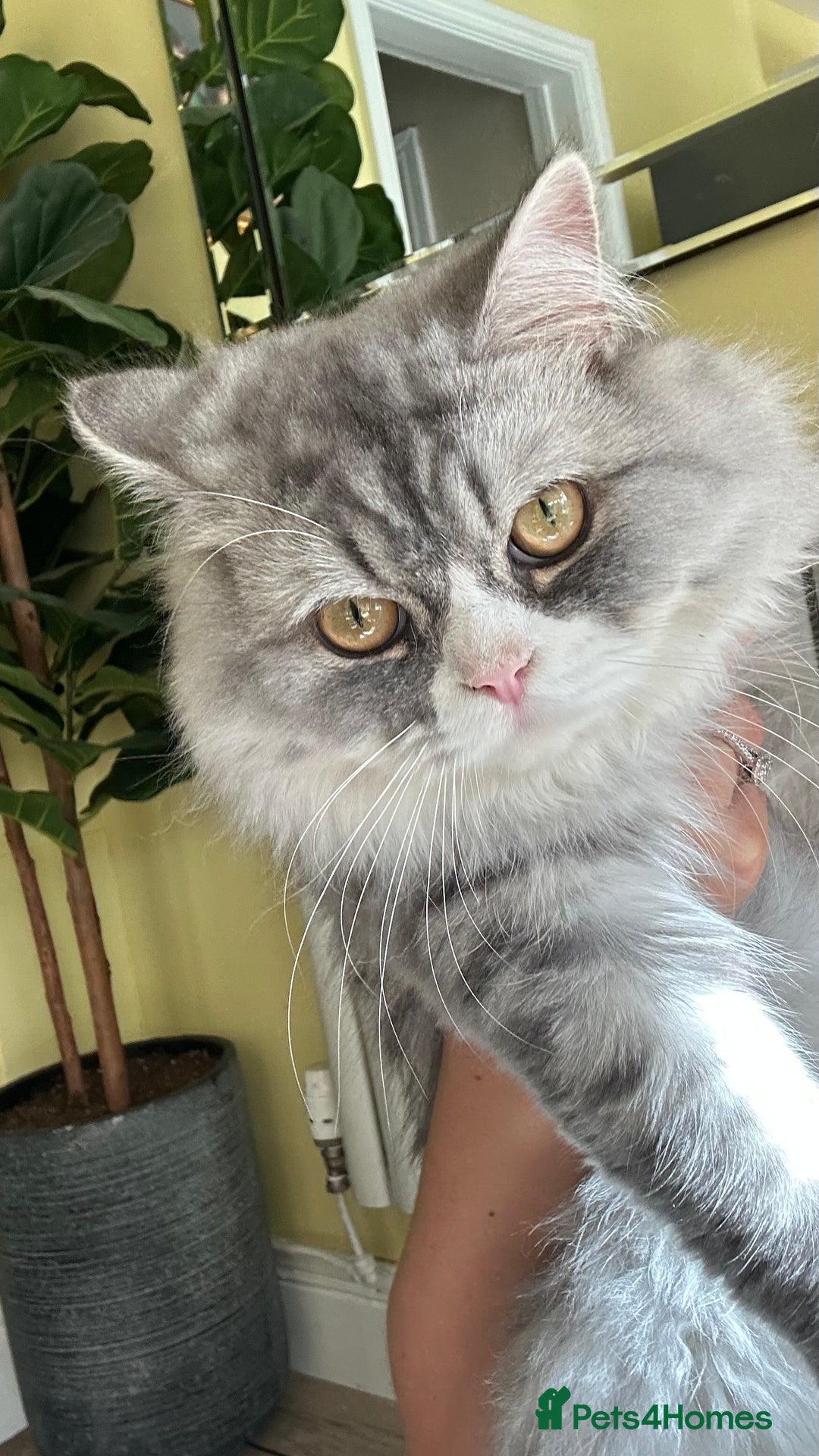 Persian cats for sale: Persian cat for sale - Image 1