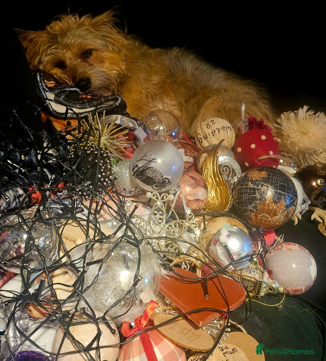 Mixed Breed dogs for sale: Meet this 4 year old scruffy bundle of joy PALACE  - Advert 5