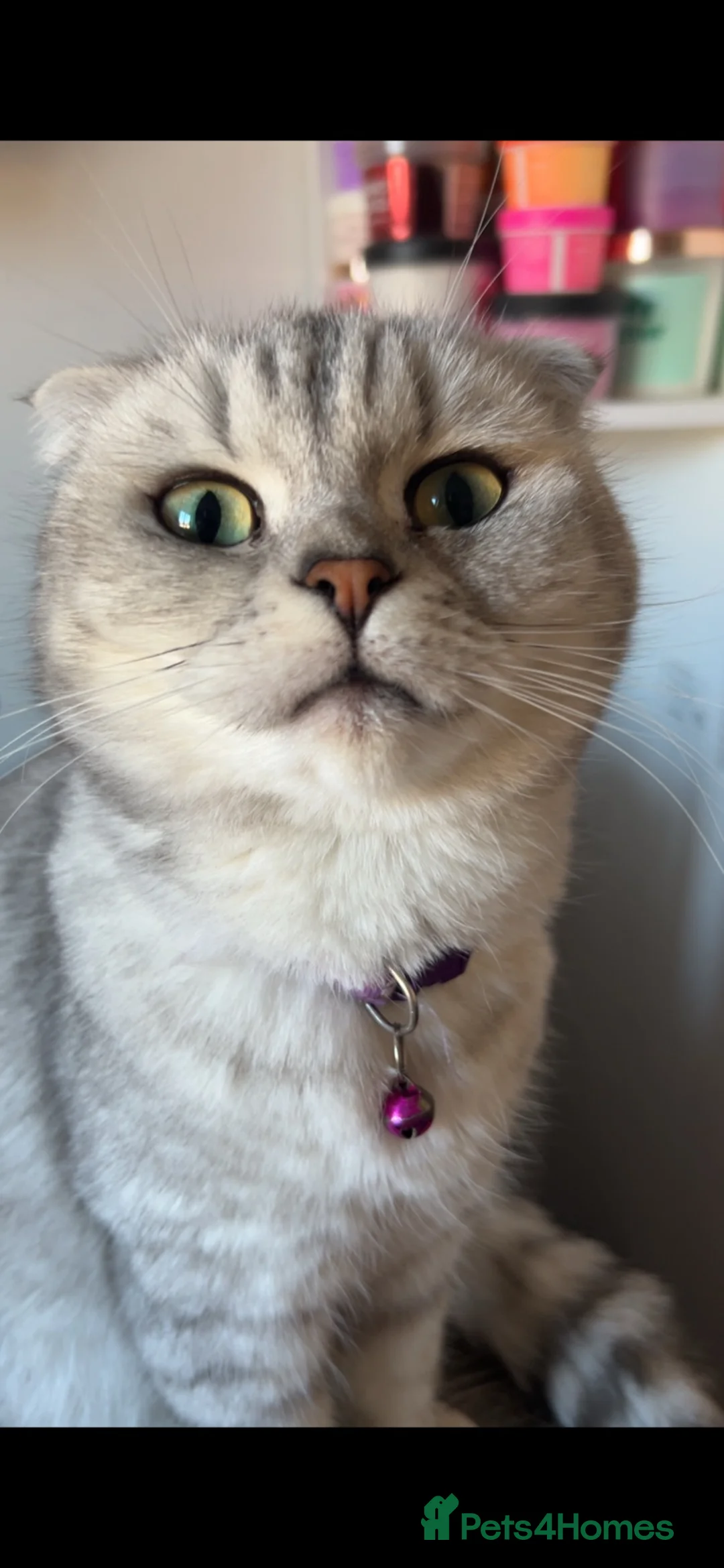 Scottish Fold cats for sale: 🐾 10! Beautiful Scottish folds and straights🐾 - Advert 1
