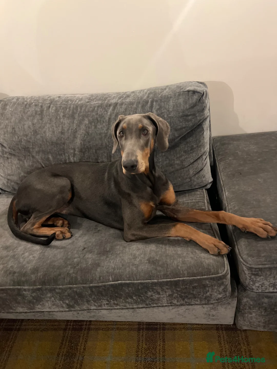 Dobermann dogs for sale: 9 month old female blue Doberman  - Advert 2