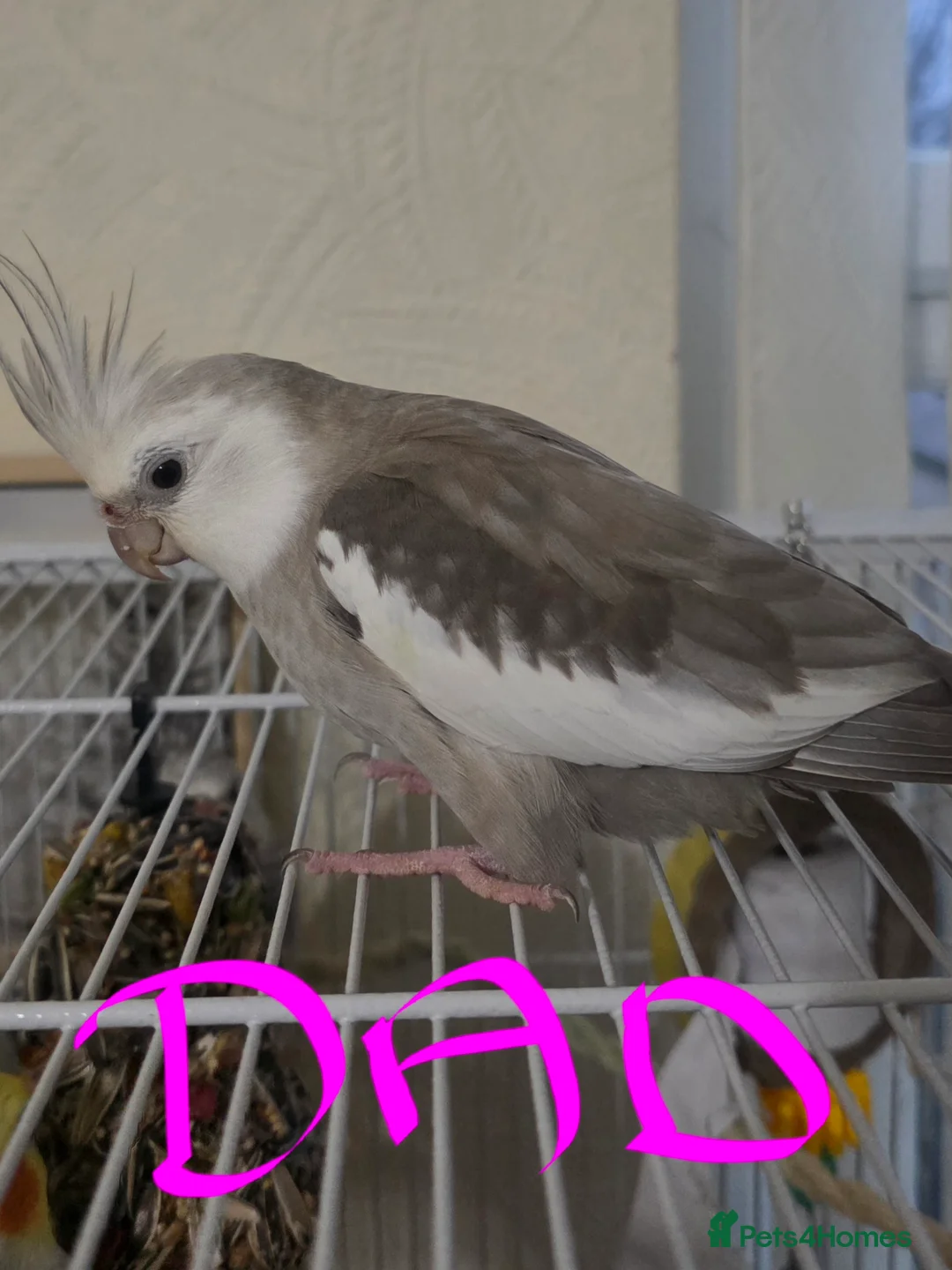 Cockatiels birds for sale: Baby cockatiels mixed  - Advert 22