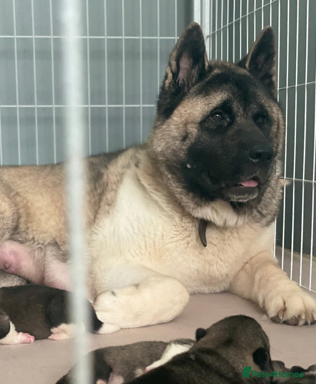 Akita dogs for sale: Akita Pups.  - Advert 7