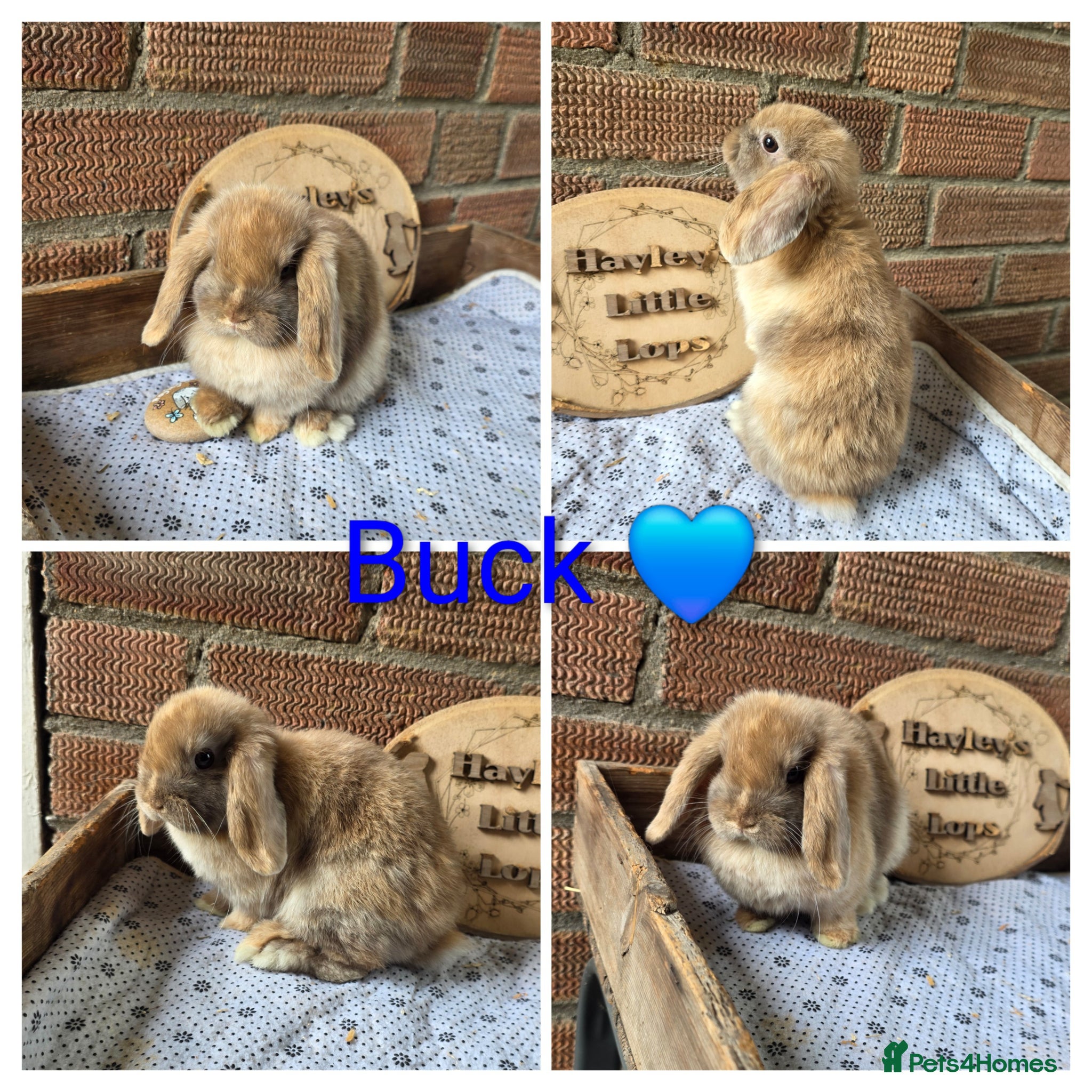 Mini Lop rabbits Gorgeous pure breed mini lops  - Advert 1