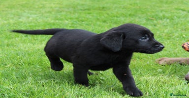 Labrador Retriever dogs - Advert 3