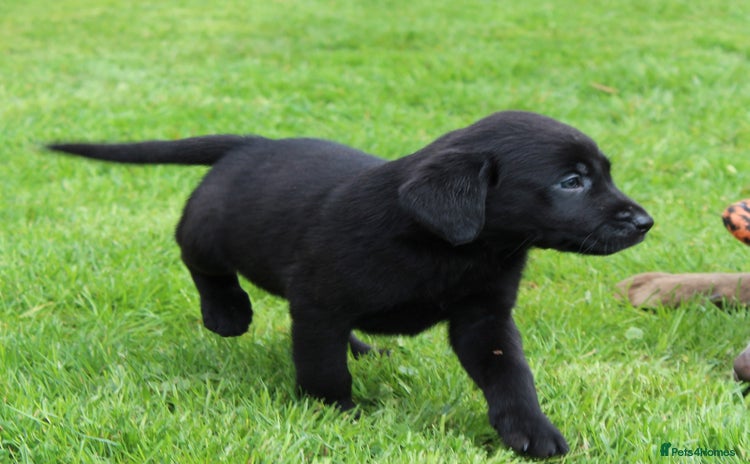 Labrador Retriever dogs - Advert 1