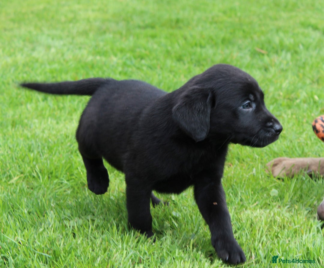 Labrador Retriever dogs for sale: Black Labrador Retriever Puppies - Image 1