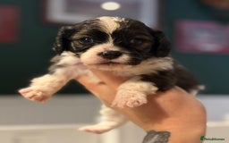 Mixed Breed dogs for sale: Beautiful CavaJacks 🖤 - Image 5