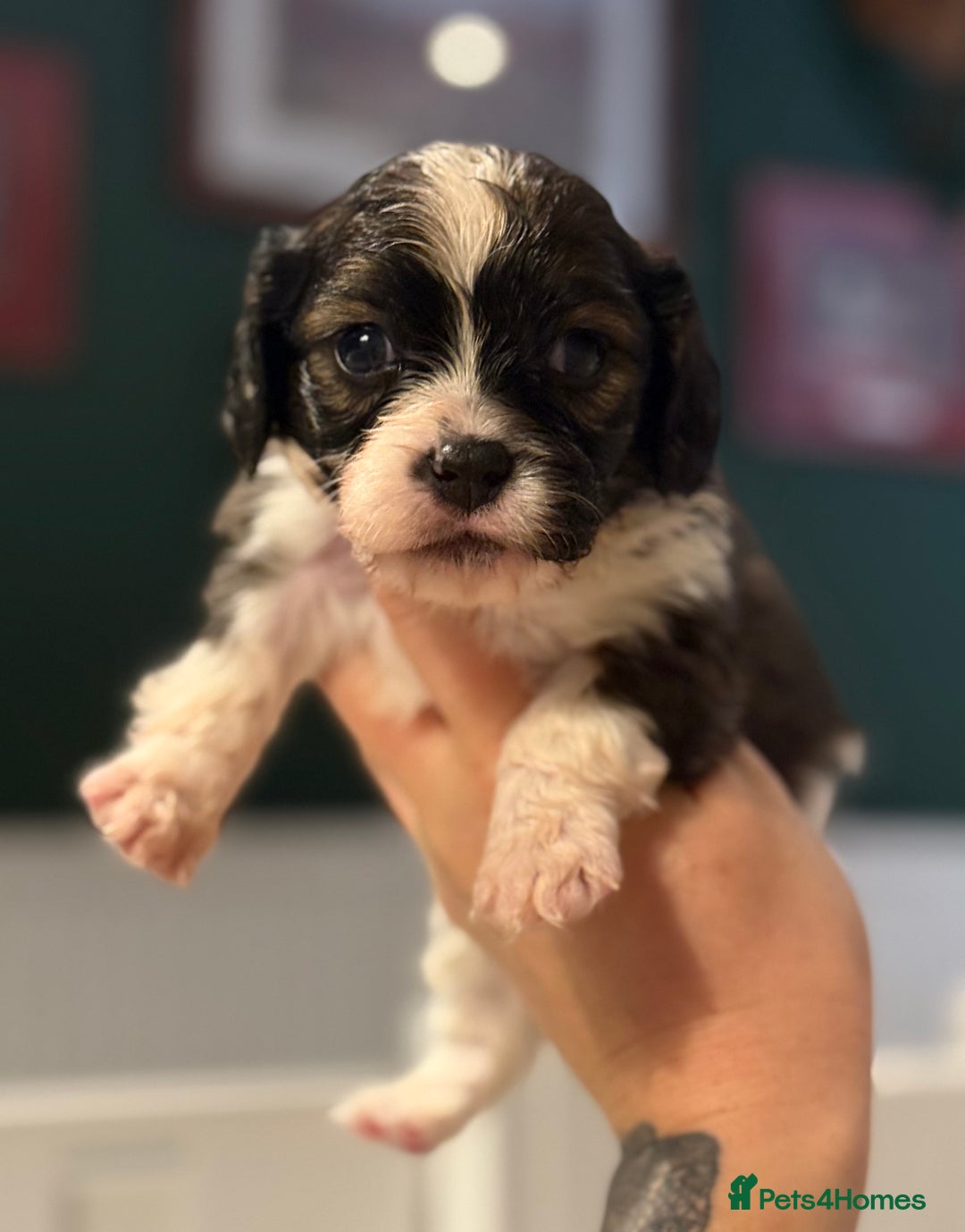 Mixed Breed dogs for sale: Beautiful CavaJacks 🖤 - Image 5