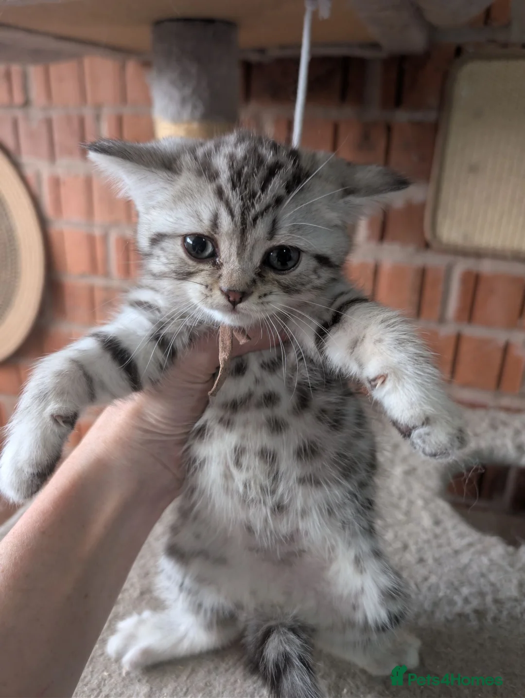 British Shorthair cats for sale: Full British shorthairs kittens - Advert 2