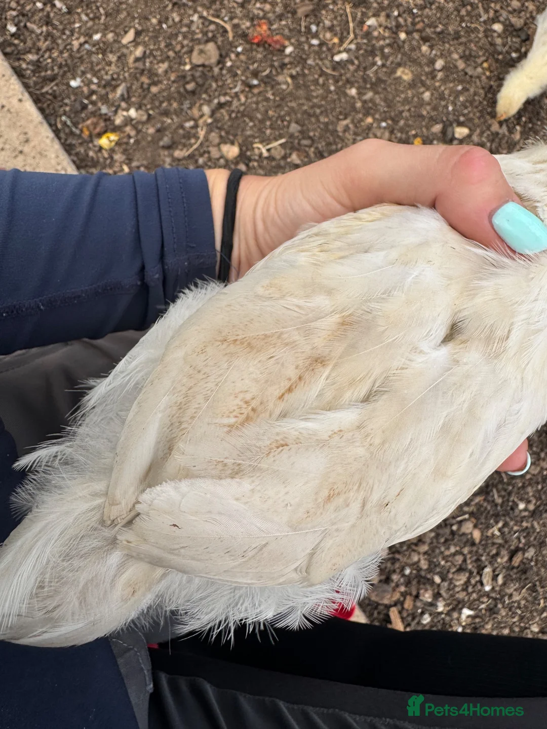 Chickens poultry for sale: Baby Red Splash Cockerel  - Advert 7