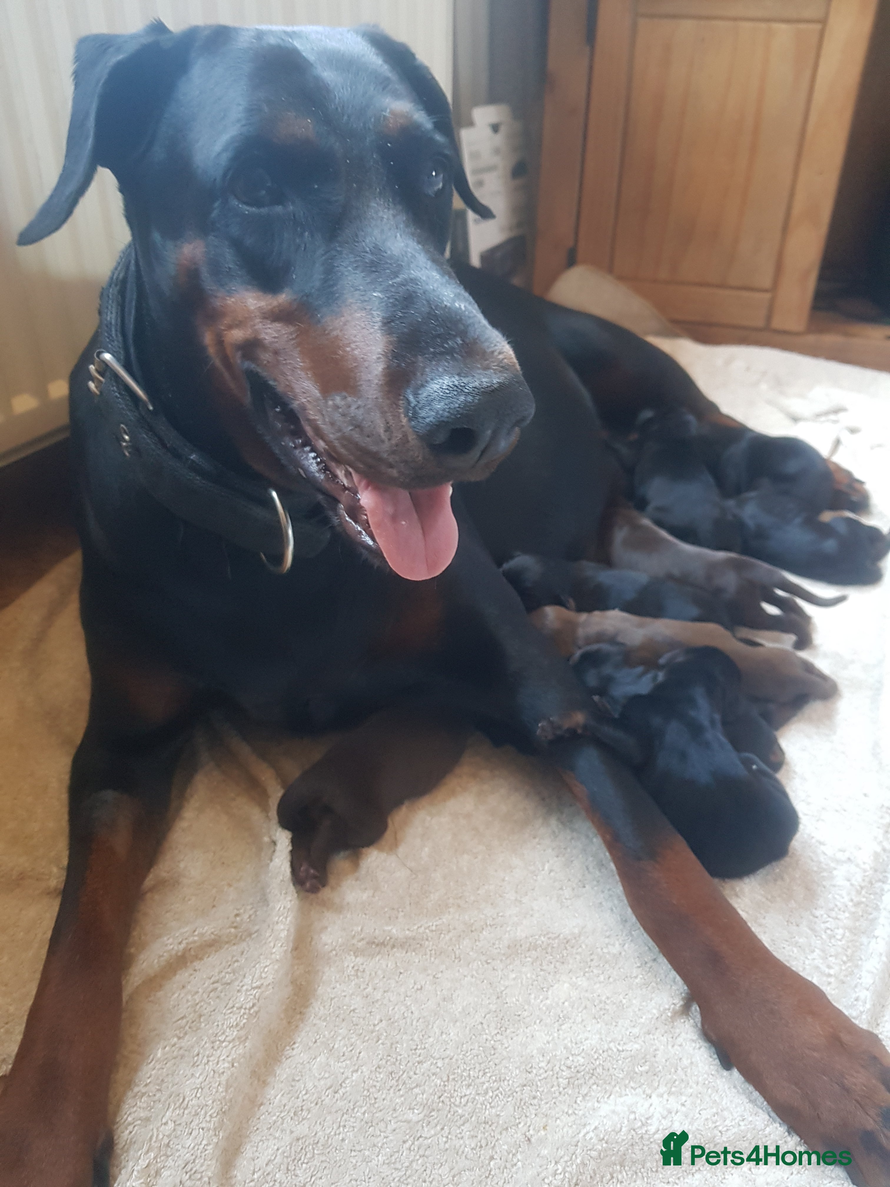 Dobermann dogs Adorable Doberman puppies  - Advert 1