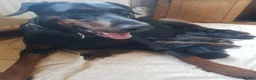 Dobermann dogs for sale: Adorable Doberman puppies  - Advert 1