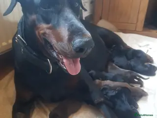 Dobermann dogs Adorable Doberman puppies - Advert 4