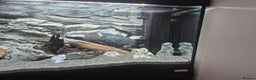 Cichlids fish for sale: Vieja Cichlid Fish - Advert 2