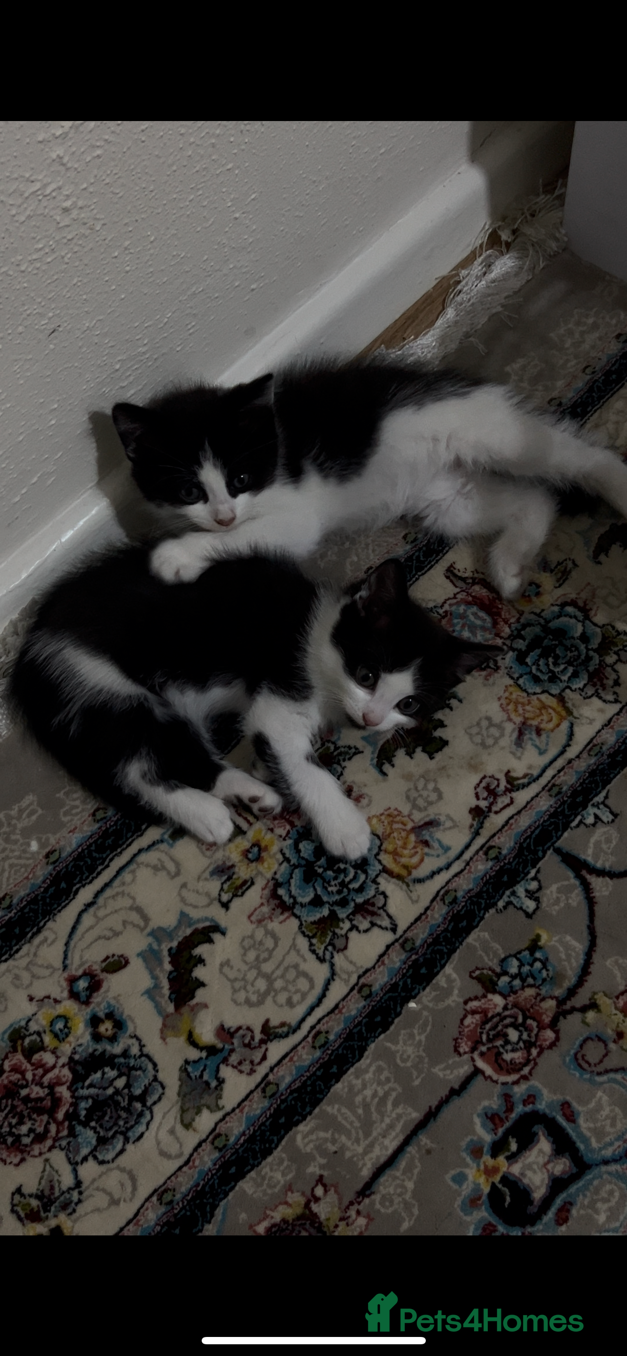 European cats 2 kittens - Advert 1