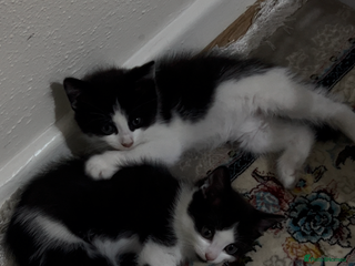 European cats 2 kittens - Advert 2