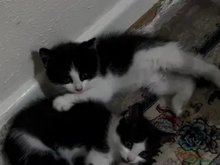 European cats 2 kittens - Advert 1