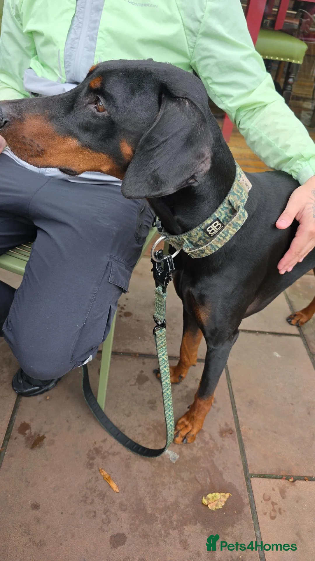 Dobermann dogs for sale: Bear  - Advert 18