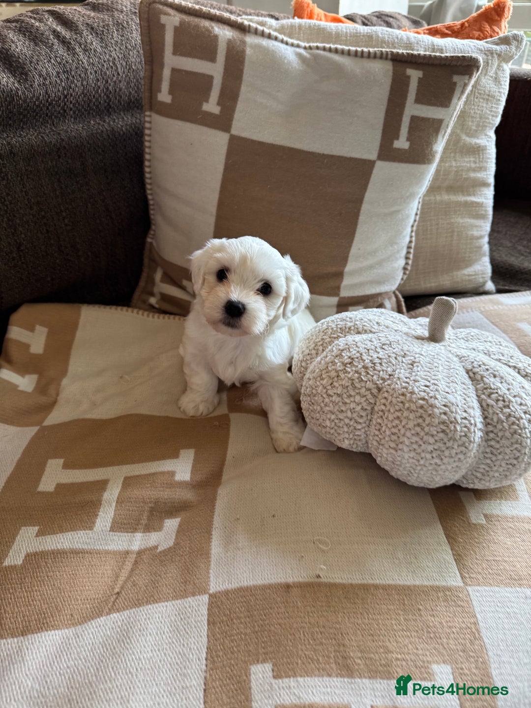 Maltipoo dogs for sale: Beautiful fluffy puppys - Image 1