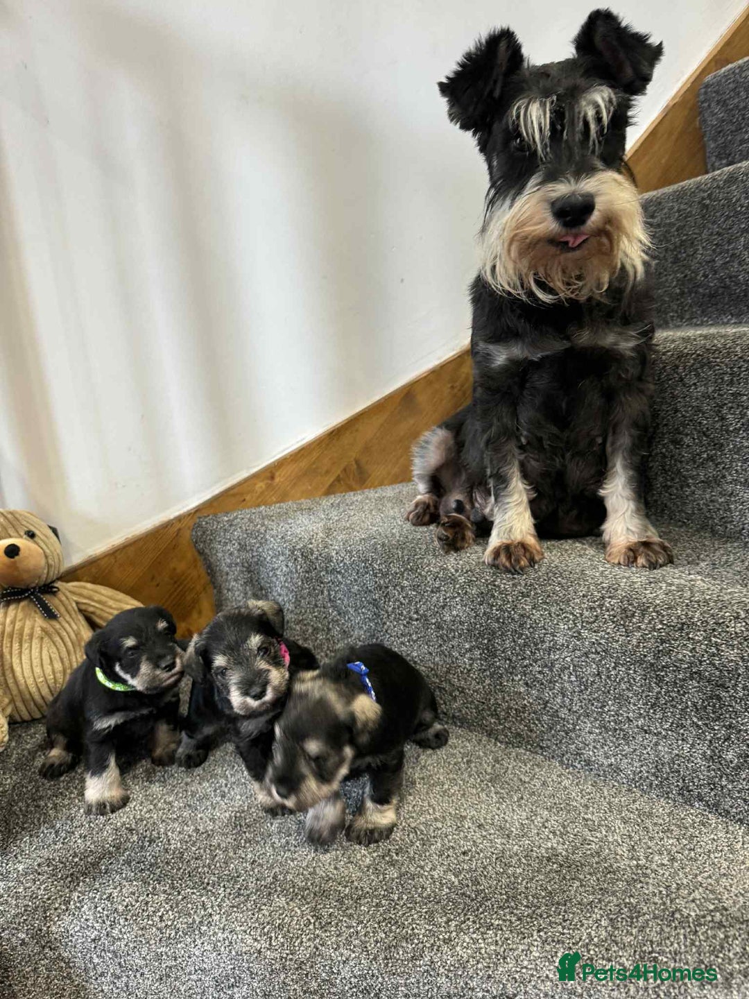 Miniature Schnauzer dogs for sale: Miniature Schnauzer Puppies KC/BVA/MAC Tested - Image 12
