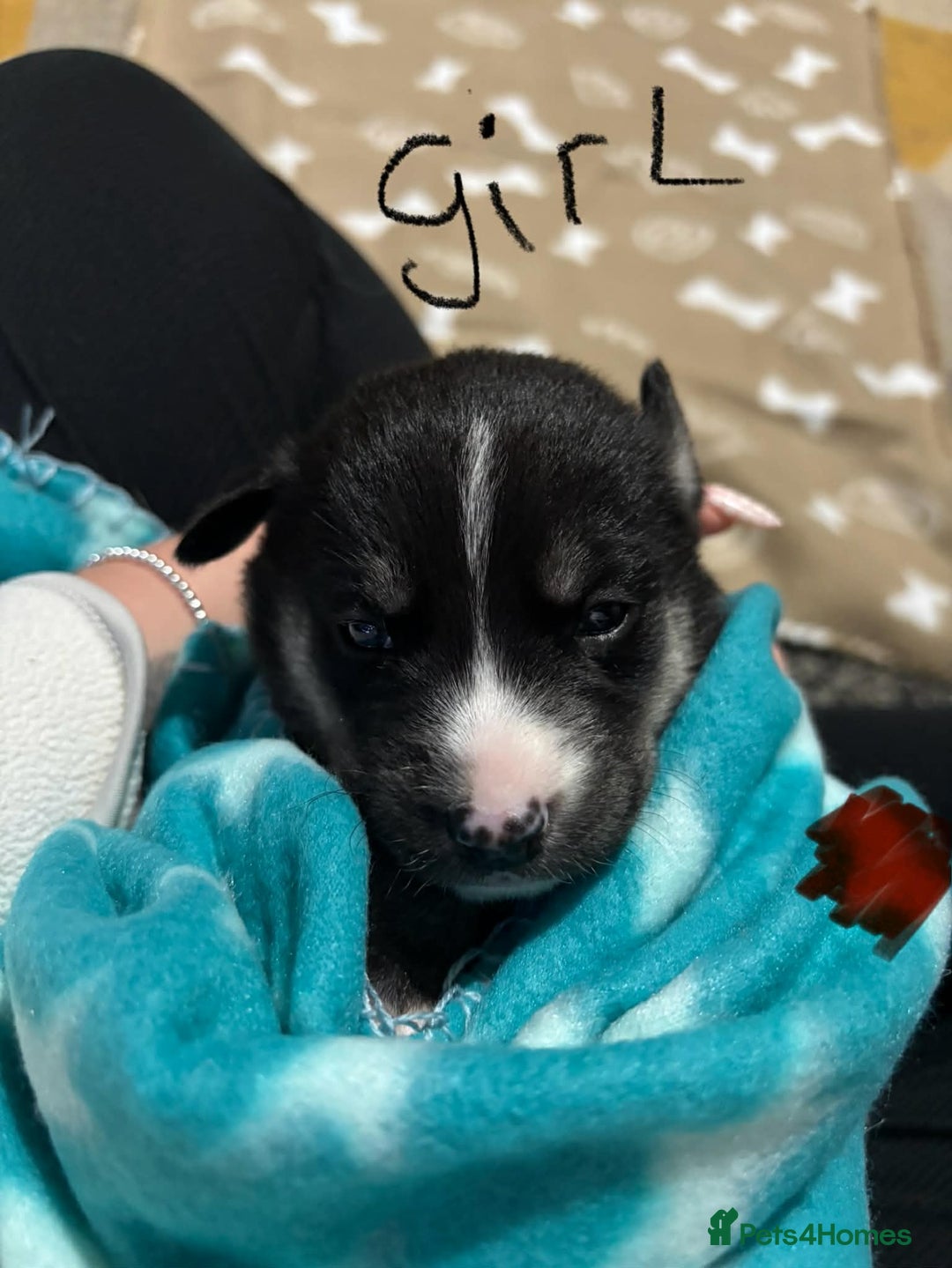 Mixed Breed dogs for sale: Husky x labrador puppies - Advert 3