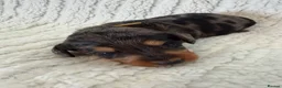 Doxiepoo dogs for sale: Miniature Doxiepoos  - Advert 4