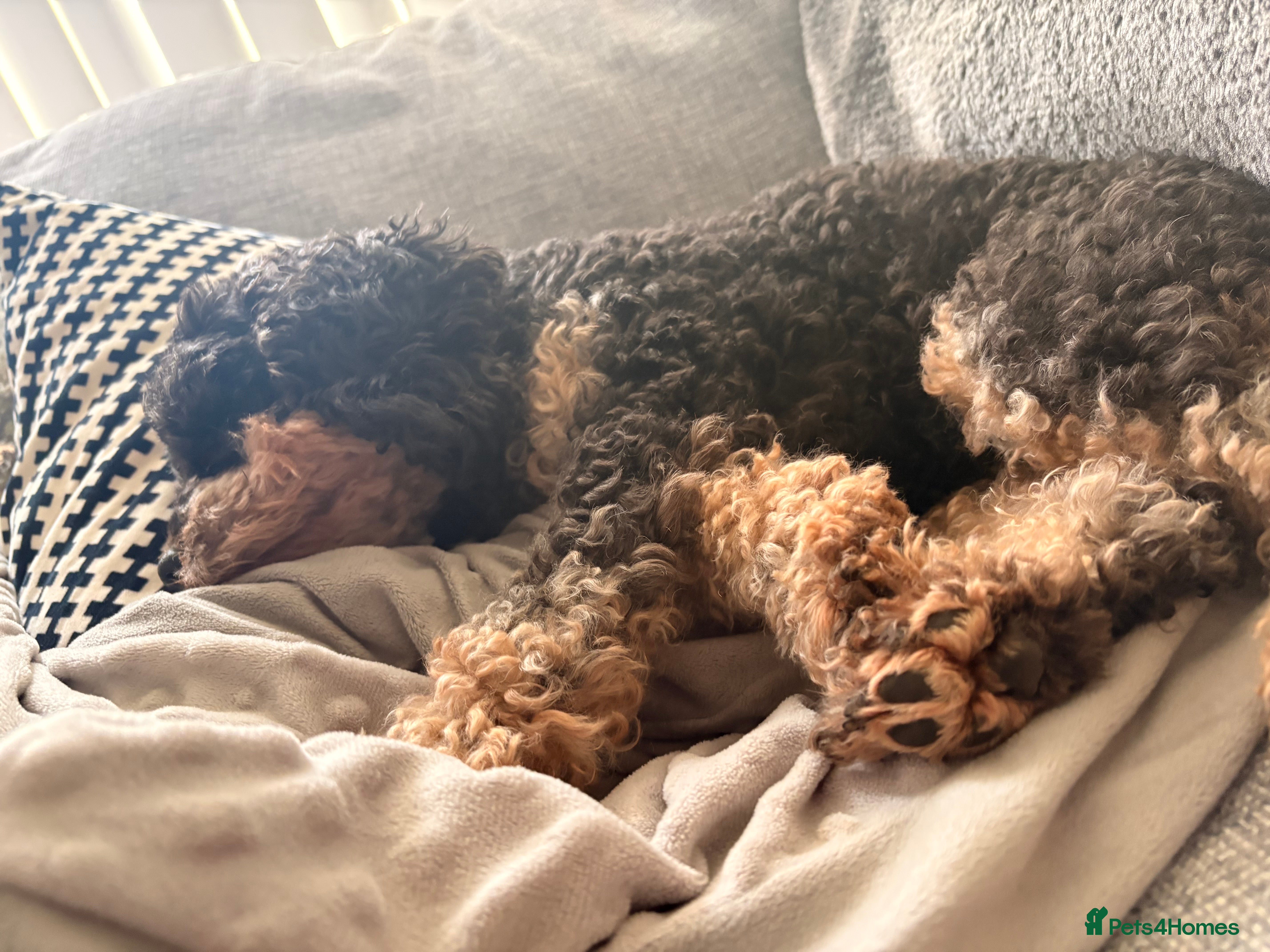 Cavapoochon dogs CAVAPOOCHON WAITLIST!  in Liphook - Advert 1