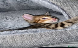 American Shorthair cats for sale: Beautiful calico kitten ready to leave now!!! - Image 3