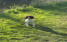 English Springer Spaniel dogs for sale: Springer spaniels puppies - Image 5
