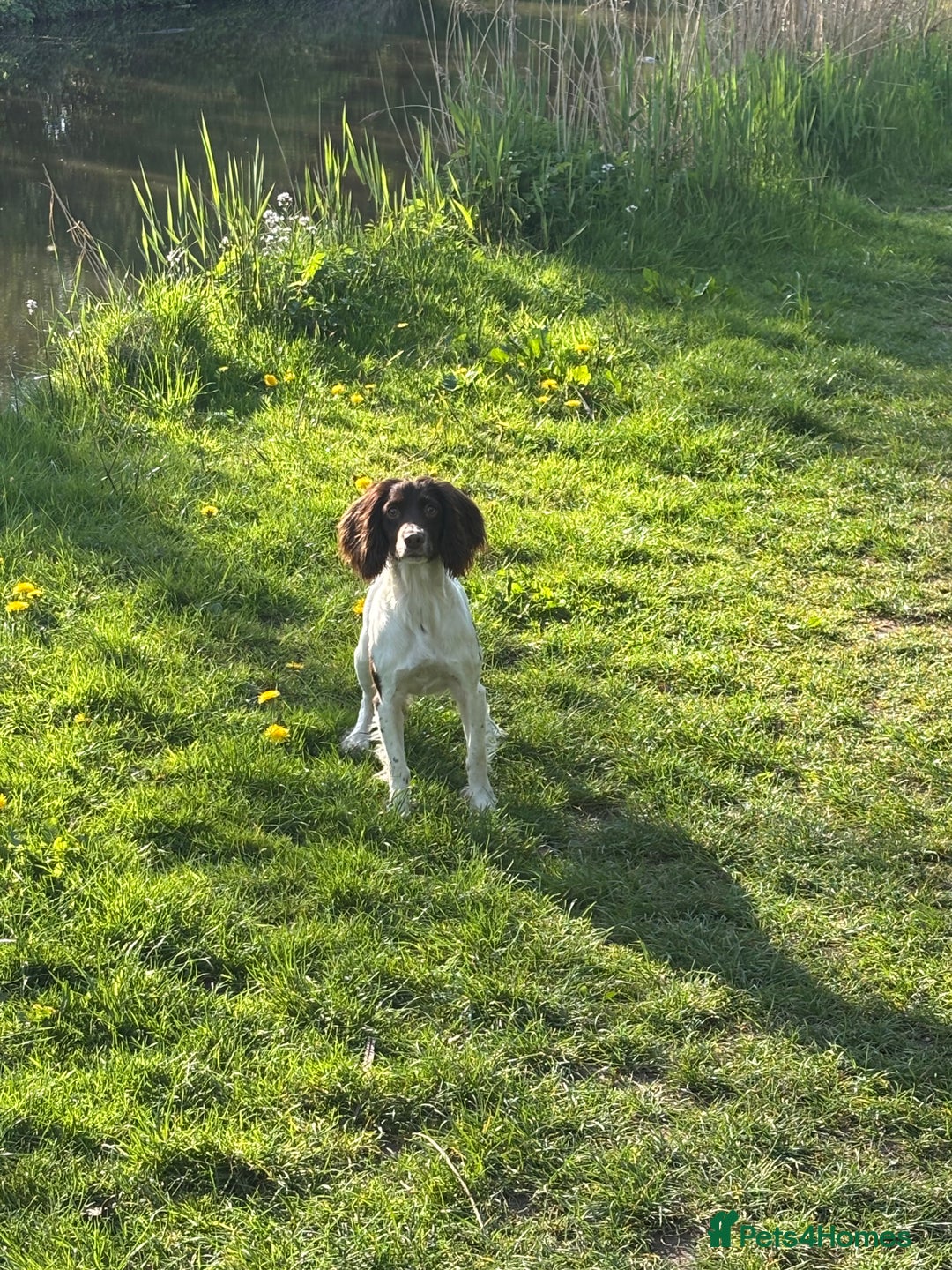 English Springer Spaniel dogs for sale: Springer spaniels puppies - Image 5