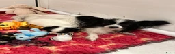 Papillon dogs for sale: KC Registered Male Papillon puppy for sale in Braintree - Advert 23