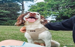 English Springer Spaniel dogs for sale: Forrest, 1.5yr old male ESS - Image 7