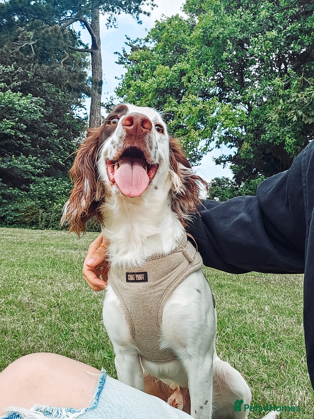 English Springer Spaniel dogs for sale: Forrest, 1.5yr old male ESS - Image 7
