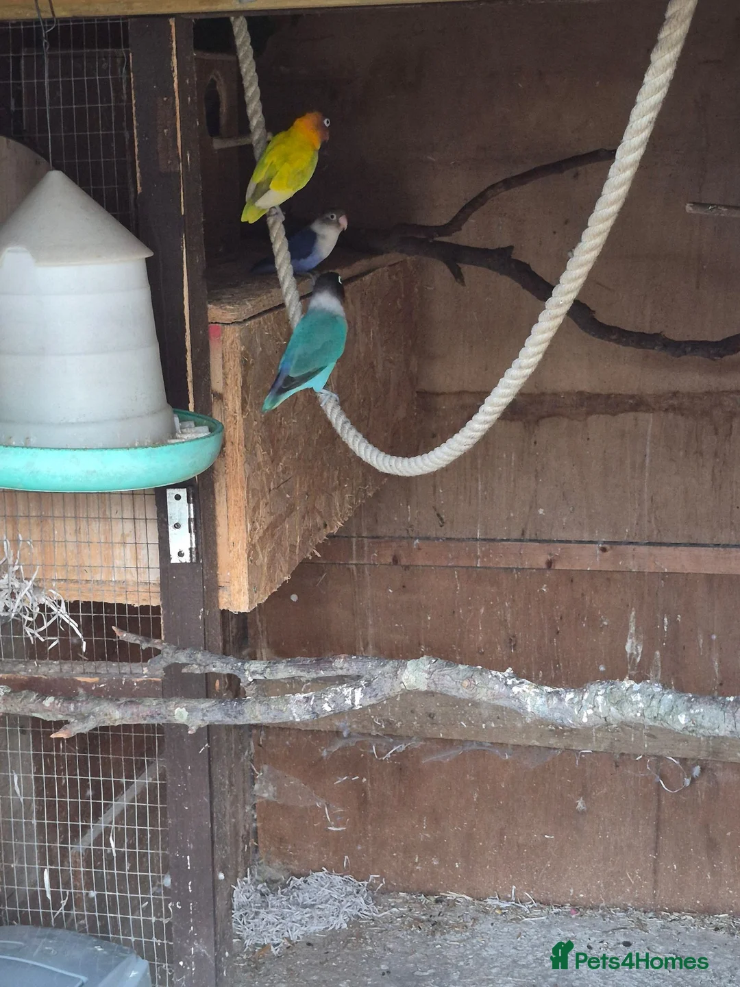 Mixed Breed birds for sale: Birds  - Advert 2