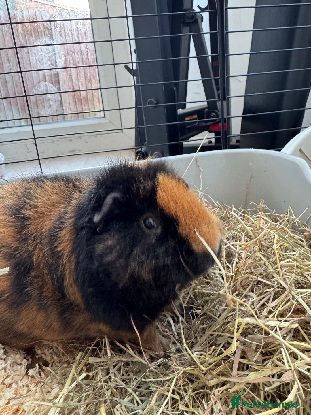 Guinea Pig rodents for sale: 2 x Guinea Pigs with cages - Advert 4