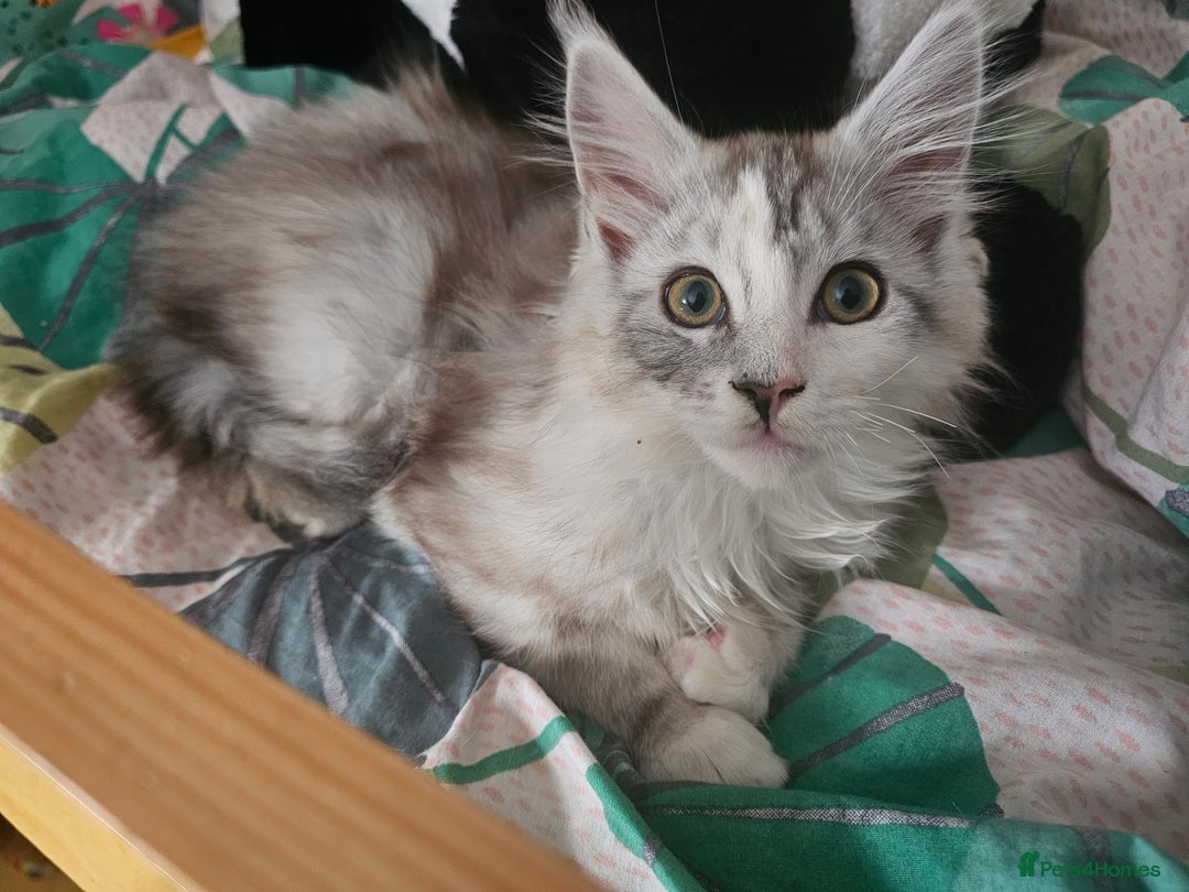 Maine Coon cats for sale: 3 female Maincoon kittens - ready to leave now - Advert 6