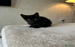 Mixed Breed cats for sale: 2 beautiful kittens ready for a loving home - Image 23